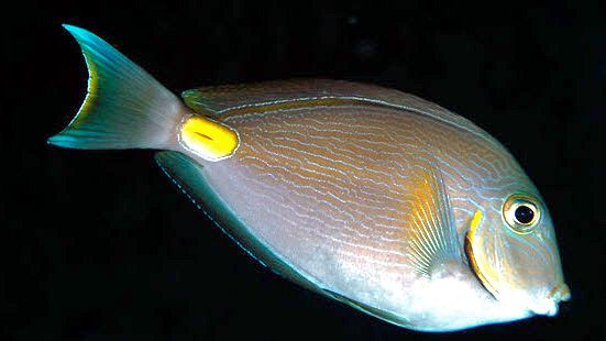Acanthurus monroviae_01193.jpg